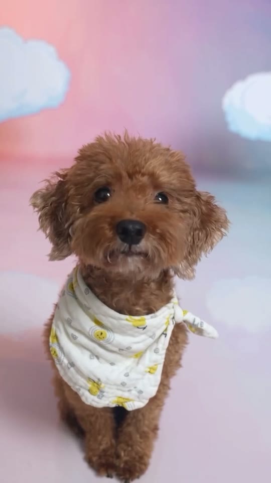 Otsukare Summer Dog Template Guide: Photos, Motion, and a Better Final Clip